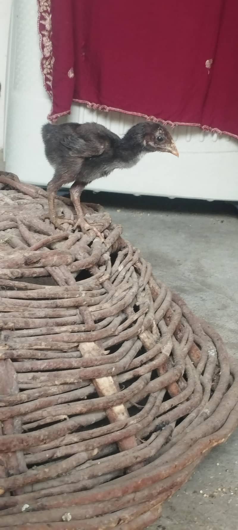 aseel chicks 4