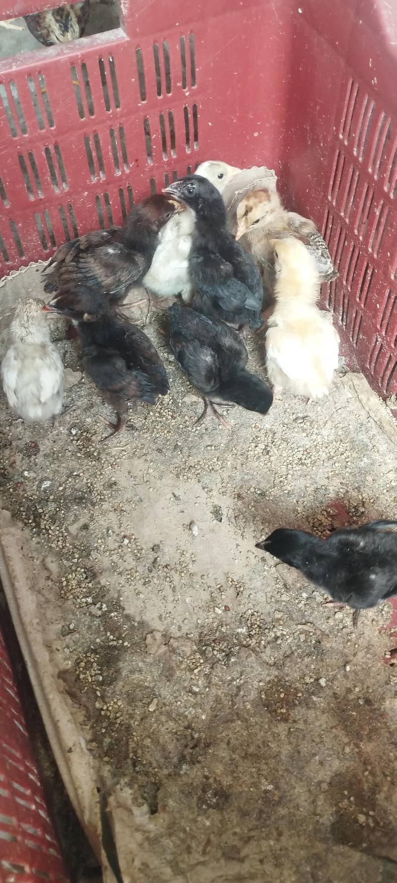 aseel chicks 5