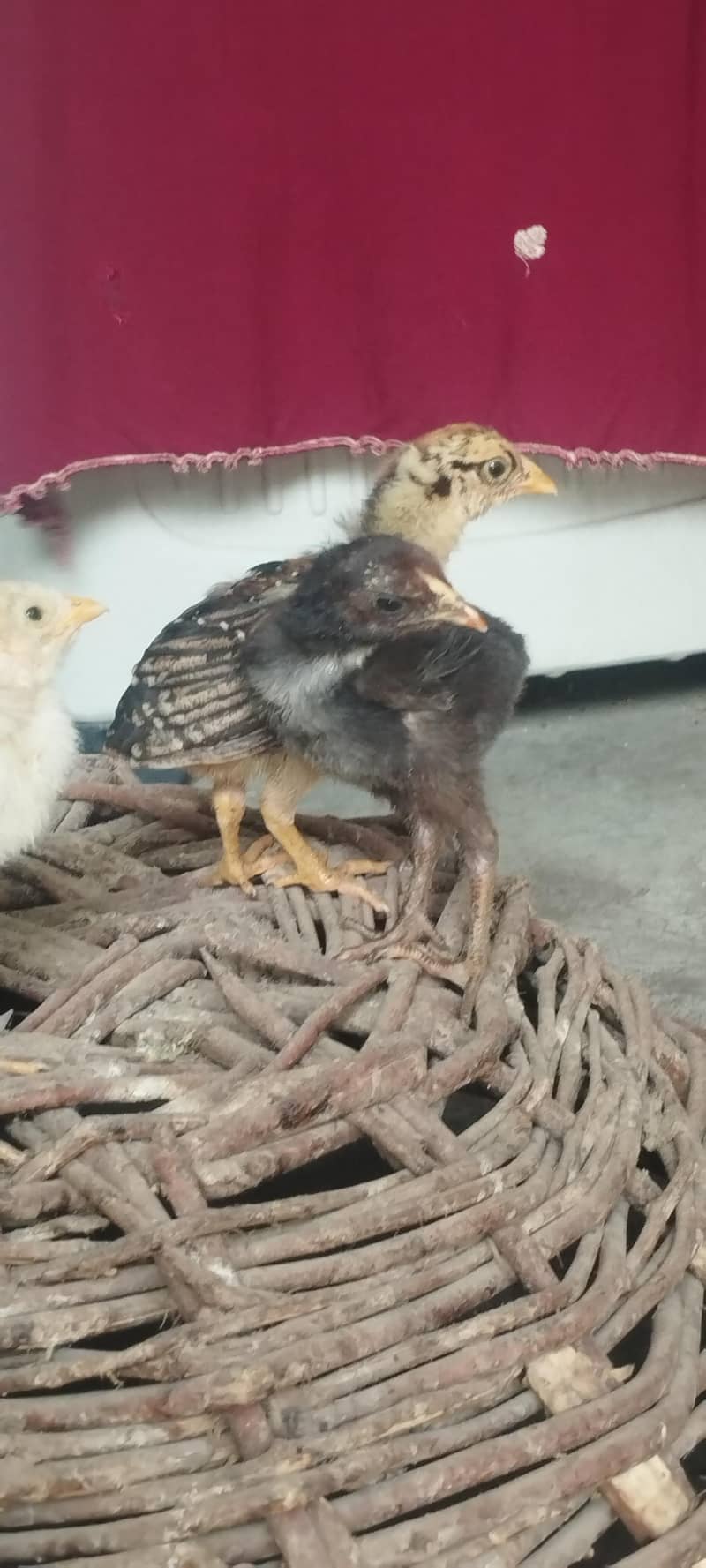 aseel chicks 6