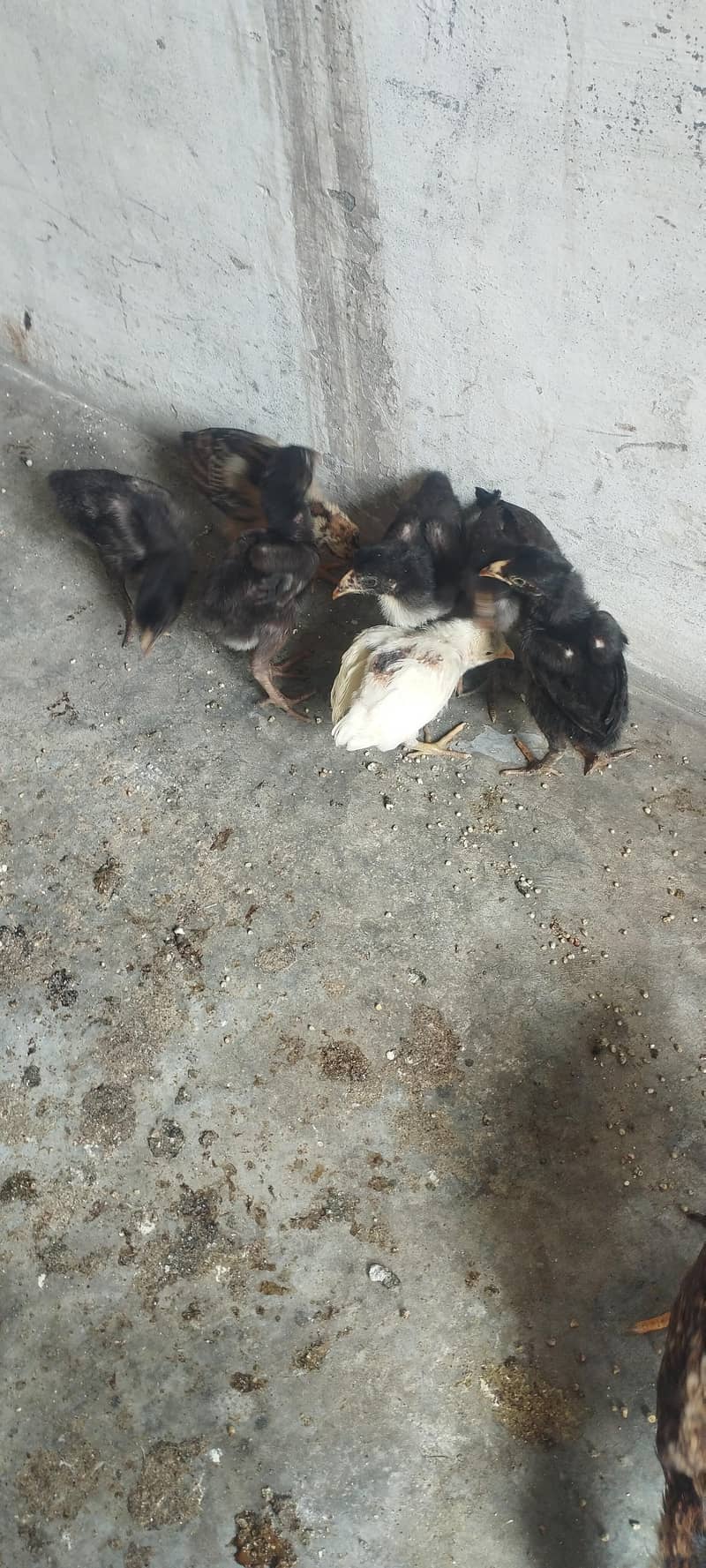 aseel chicks 7
