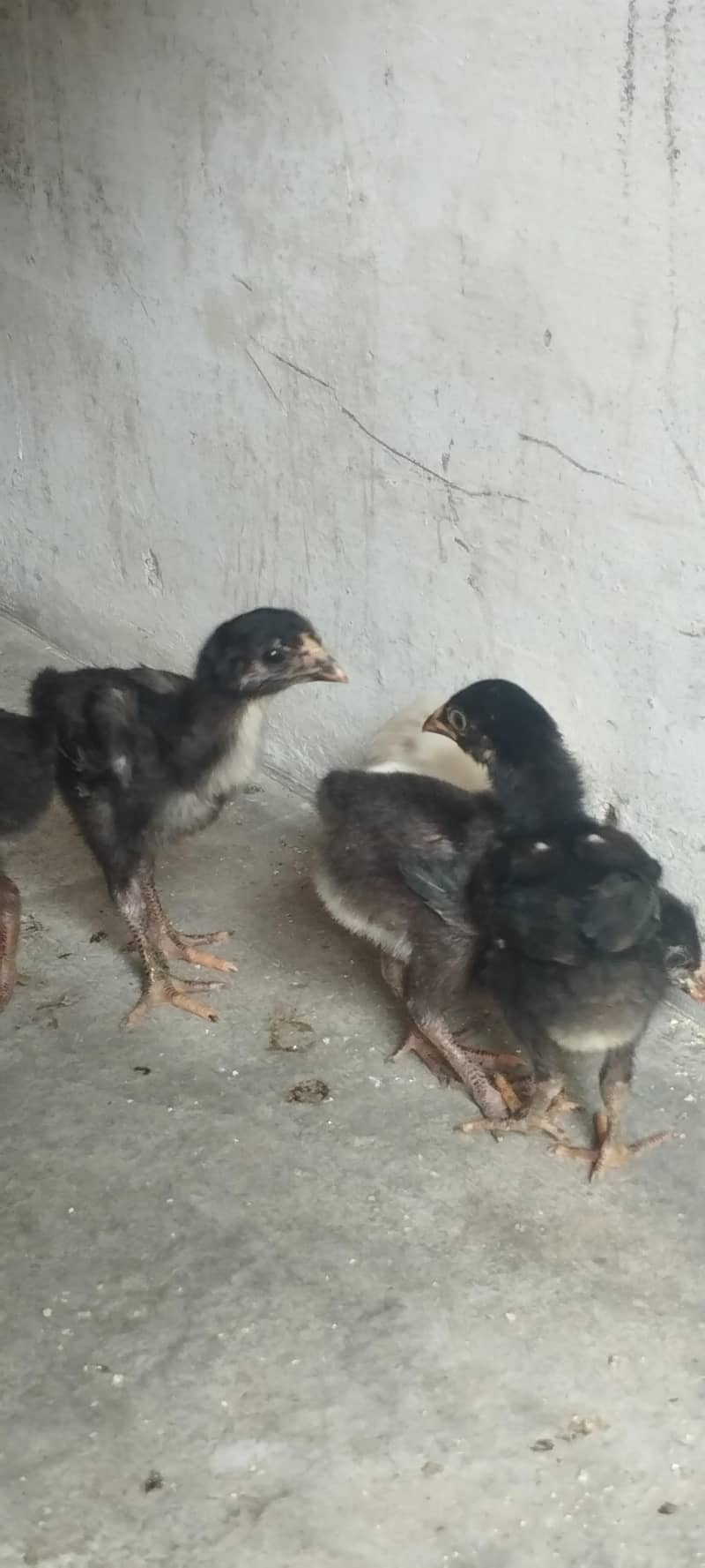 aseel chicks 8