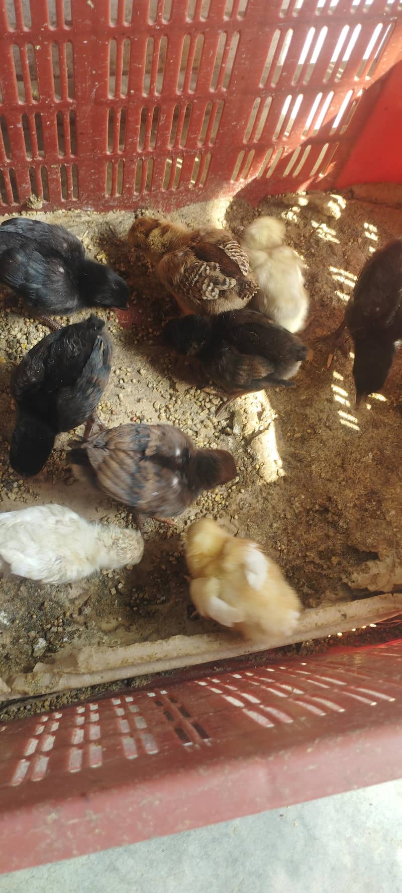 aseel chicks 9