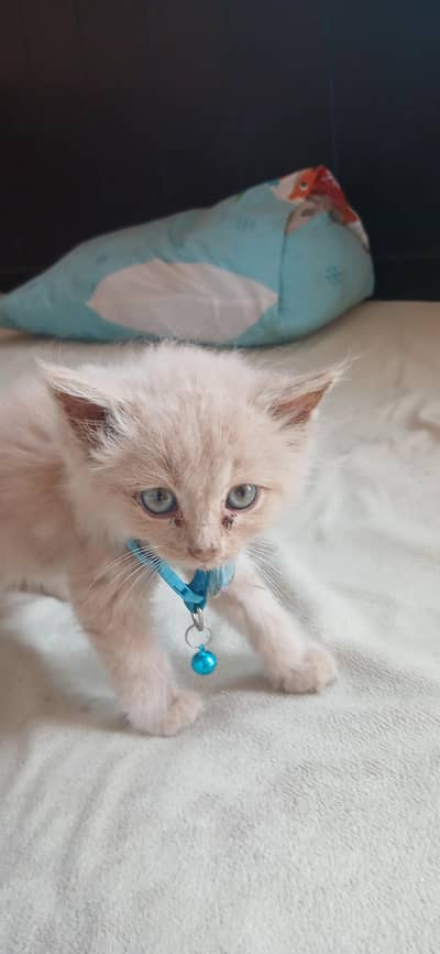 I want to sell three cats