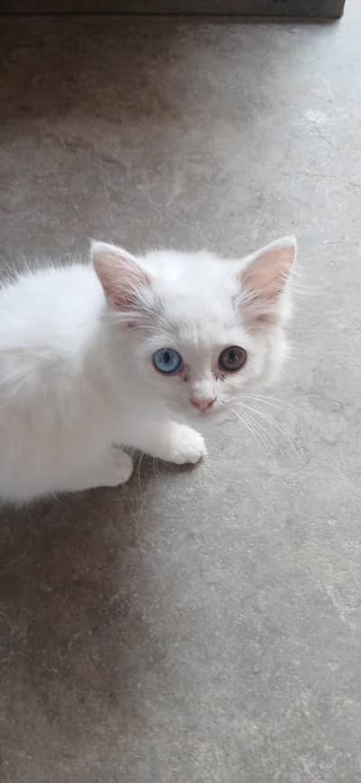 3 Persian Cats/Kittens with Cat Cage – 2 Males + 1 Female | Complete P