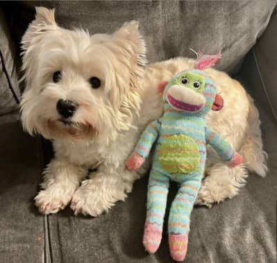 West Highland White terrier (Toy Breed)