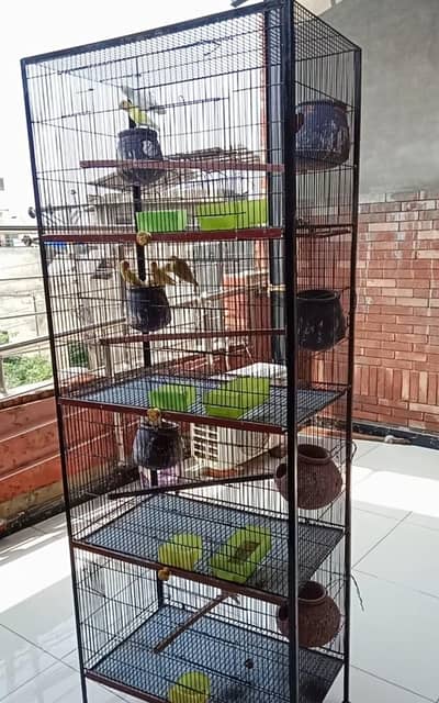 Love birds breeder pair 100 percent confirm
