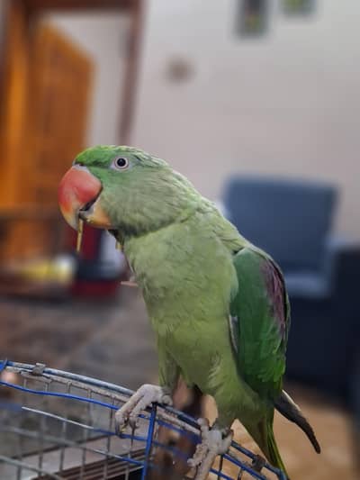 Parrot / Talking Parrot 15 Months For Sale