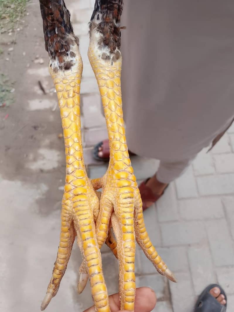 aseal sindi patha 0
