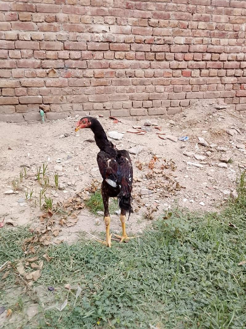 aseal sindi patha 3