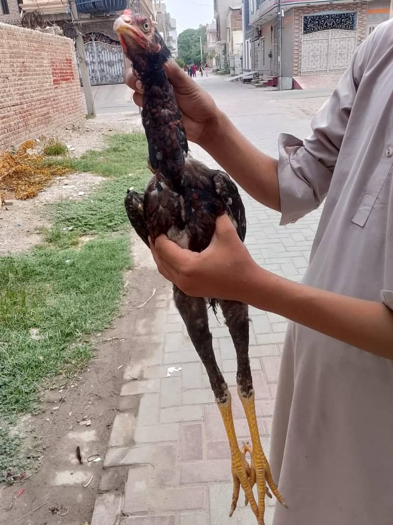 aseal sindi patha 5