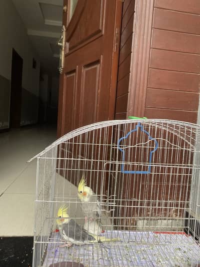 Coctail grey pair with cage