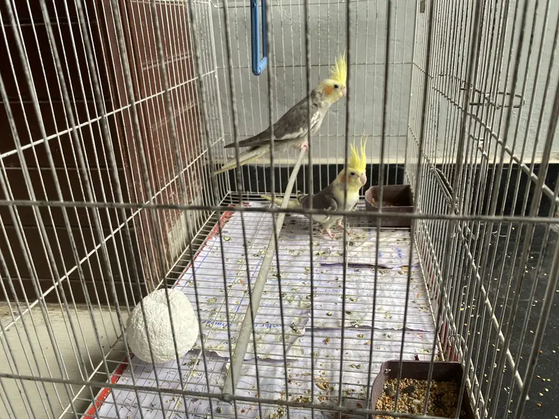 Coctail grey pair with cage — photo 2