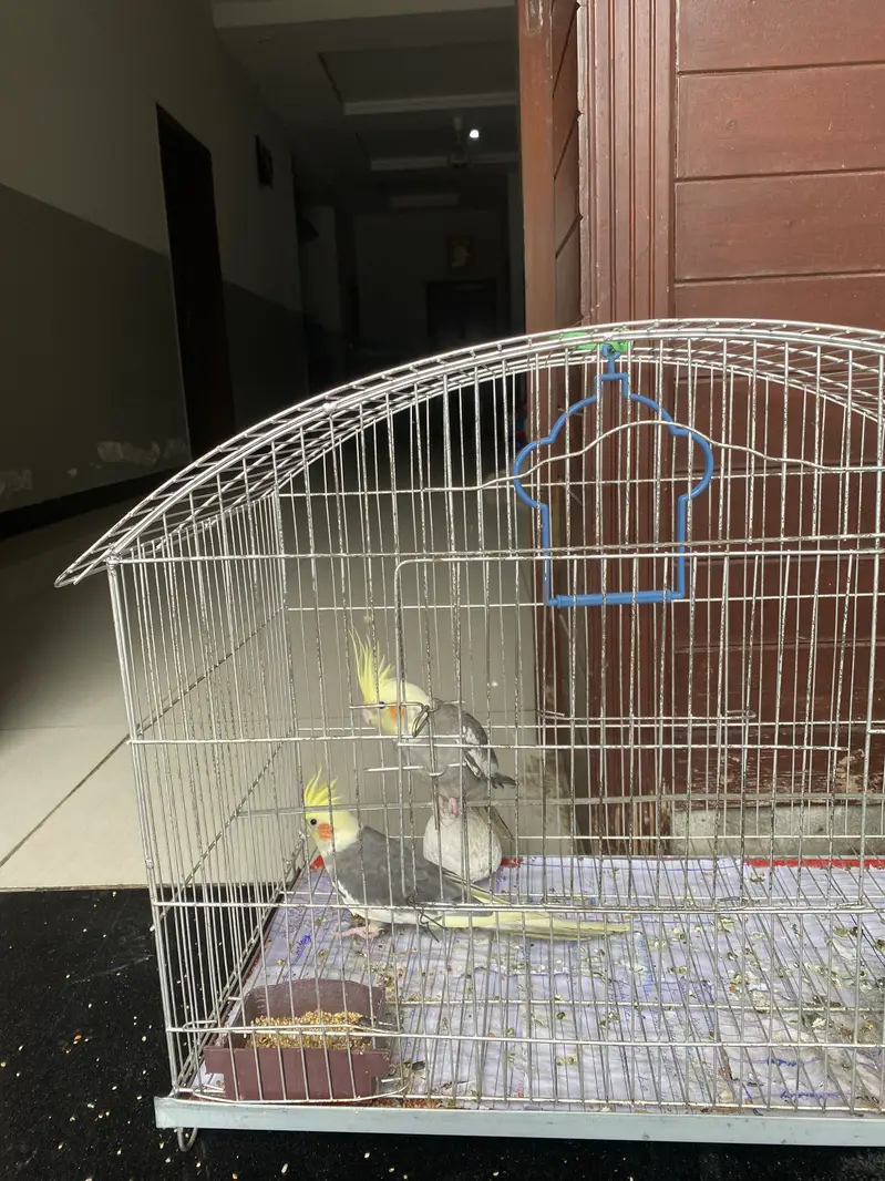 Coctail grey pair with cage — photo 3