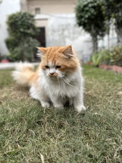 Male calico cat