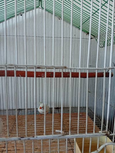 white chick zibra finch