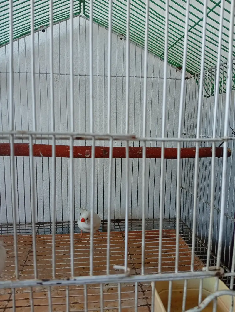 white chick zibra finch