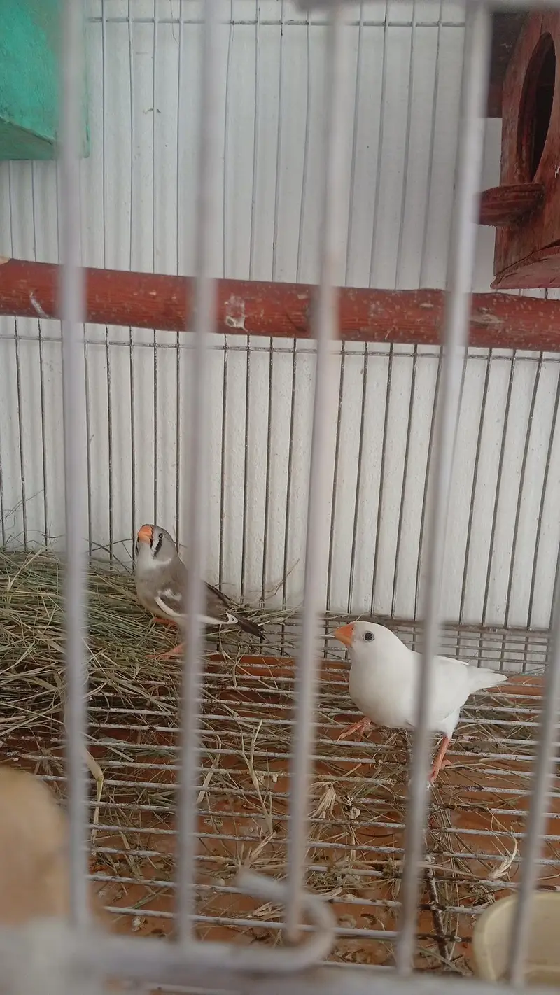 white chick zibra finch — photo 2