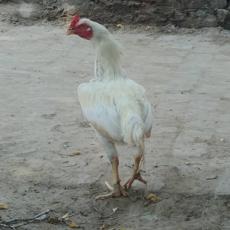 murgha 1