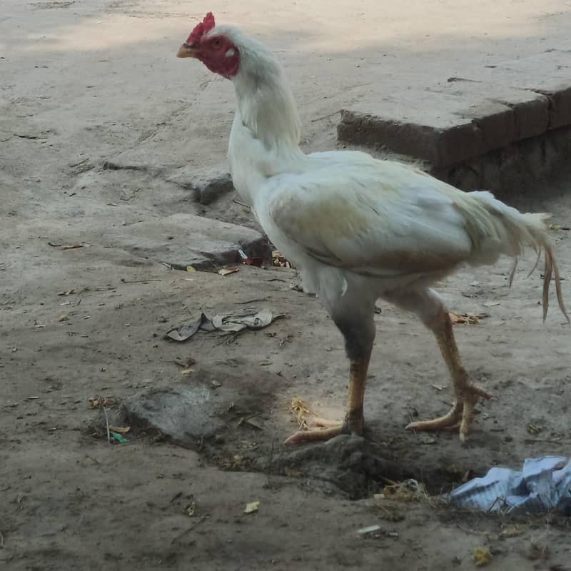 murgha 2