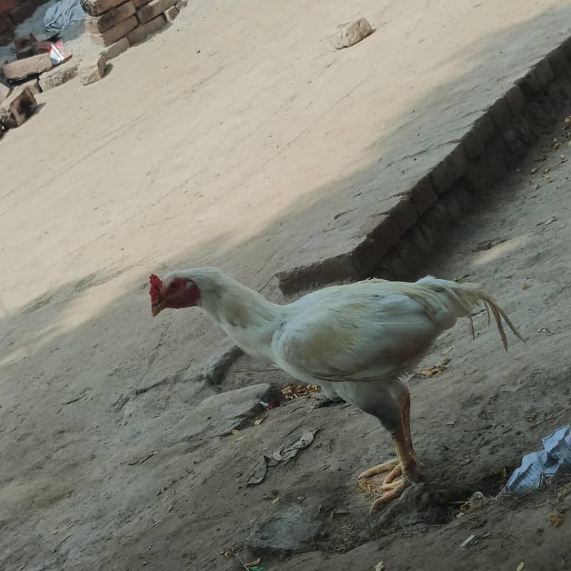 murgha 4