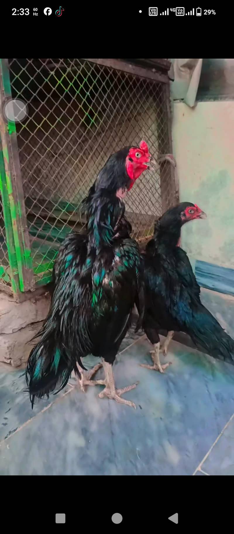 lasani murga 0
