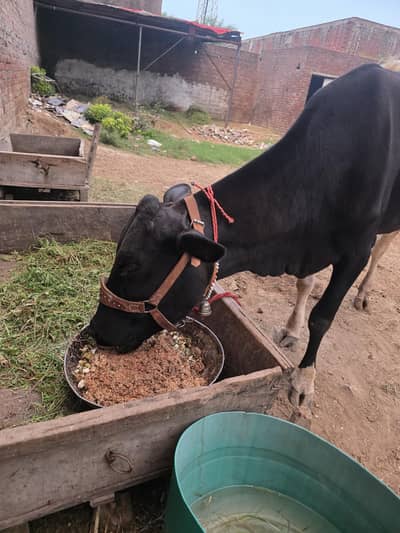 Fresh calving with Female calf
