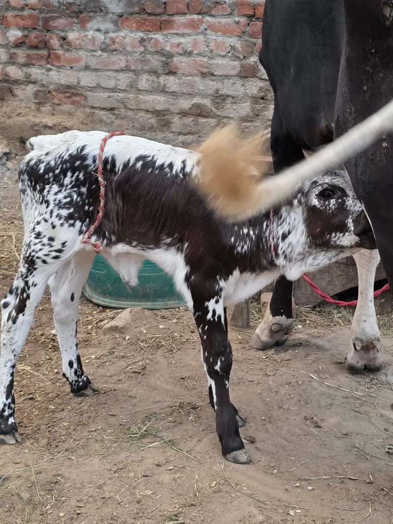 Fresh calving with Female calf — photo 2