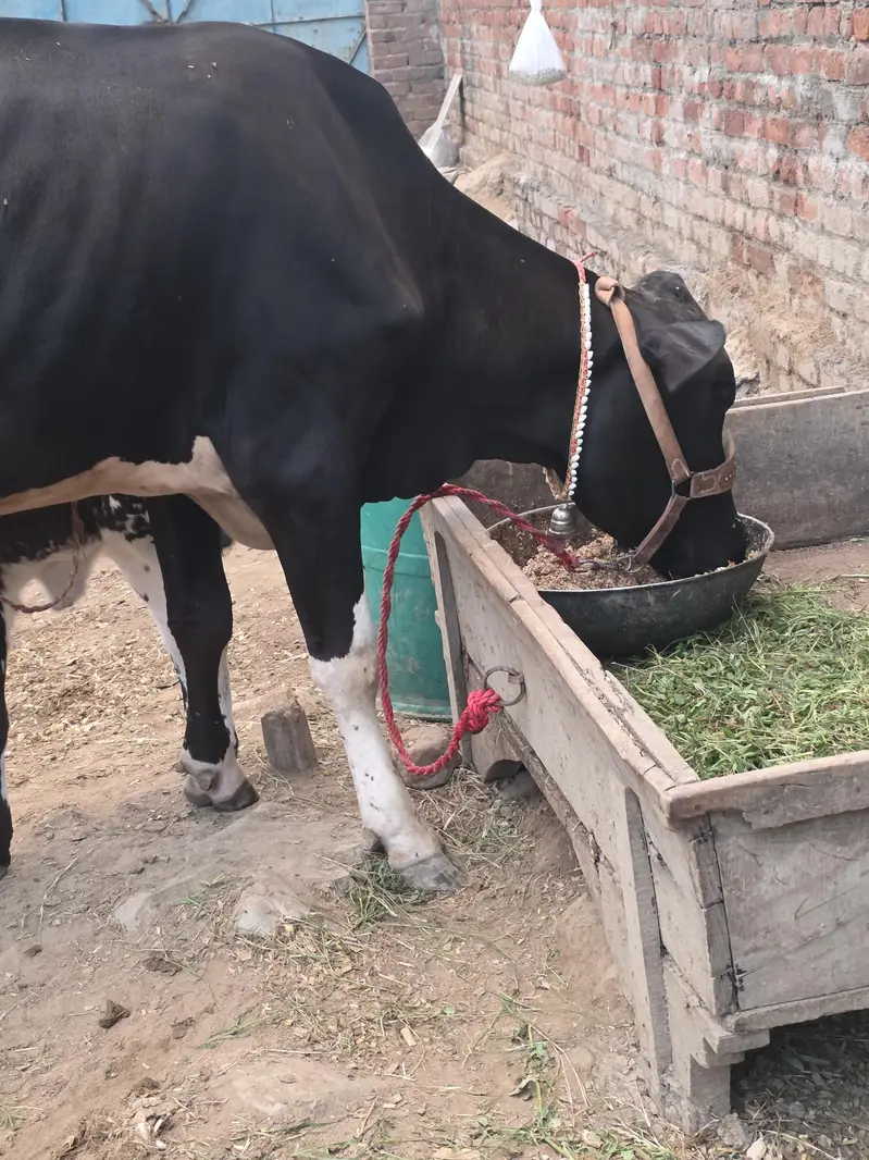 Fresh calving with Female calf — photo 3