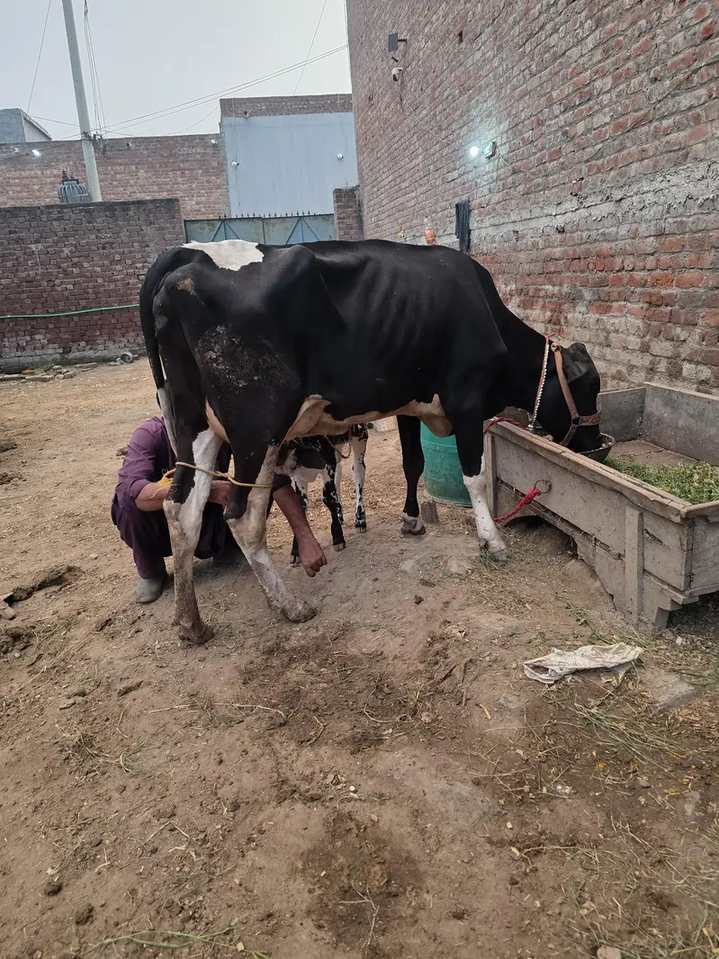 Fresh calving with Female calf — photo 4