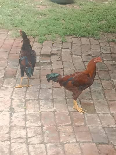 Assel murg