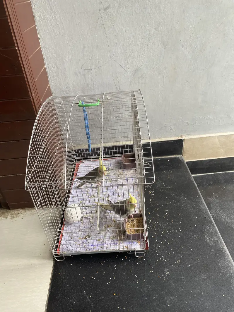 Coctail grey pair with cage — photo 4