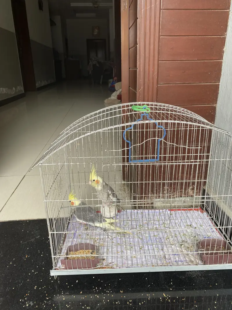 Coctail grey pair with cage — photo 5