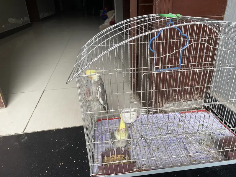 Coctail grey pair with cage — photo 6