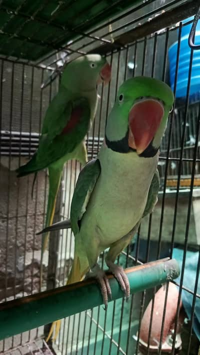 Raw Parrot pair _ Kashmiri Raw Toty jora.