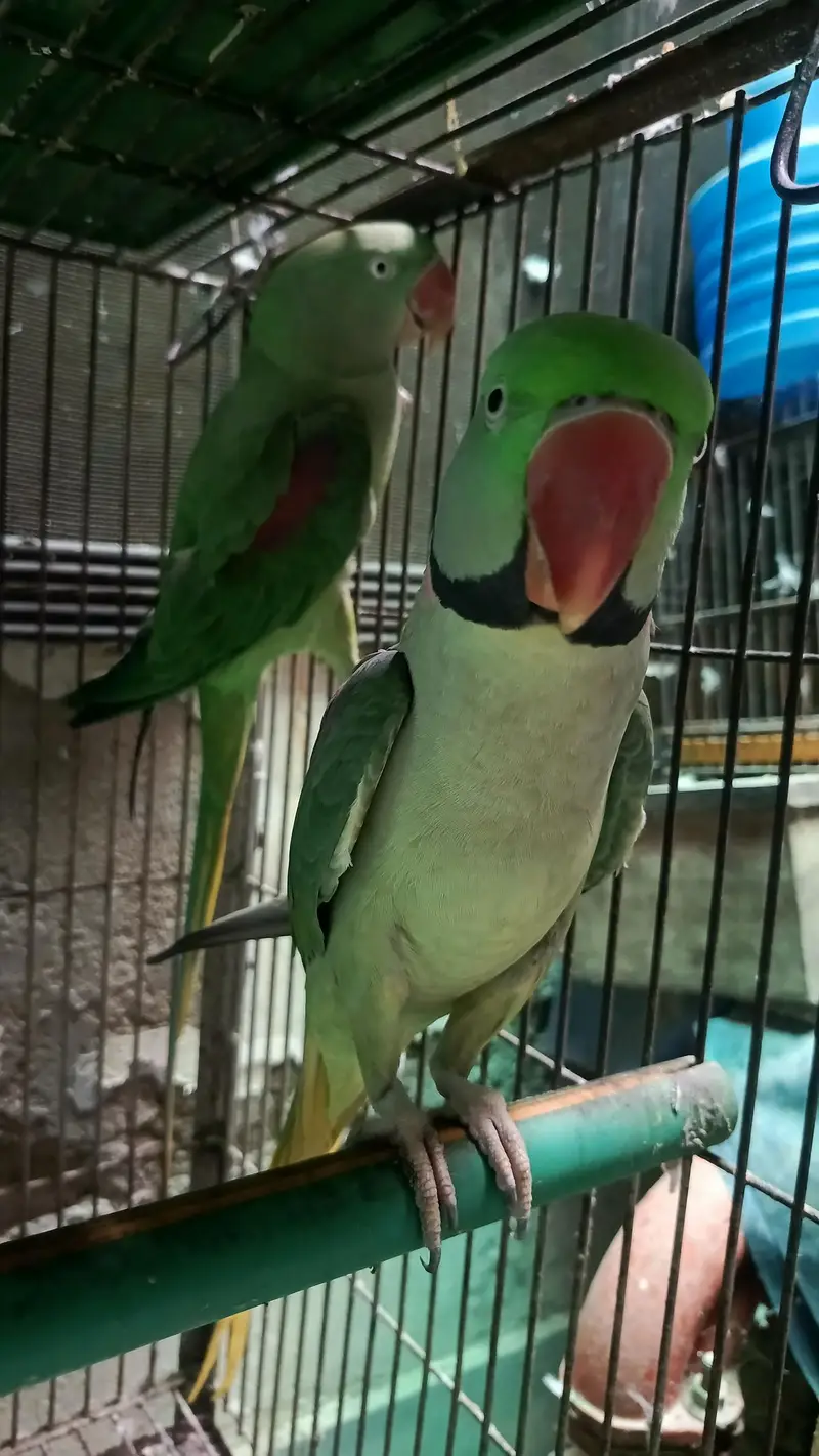 RAW PARROT / PAHARI / ALEXANDER / TOTA / PARROTS / BREEDER