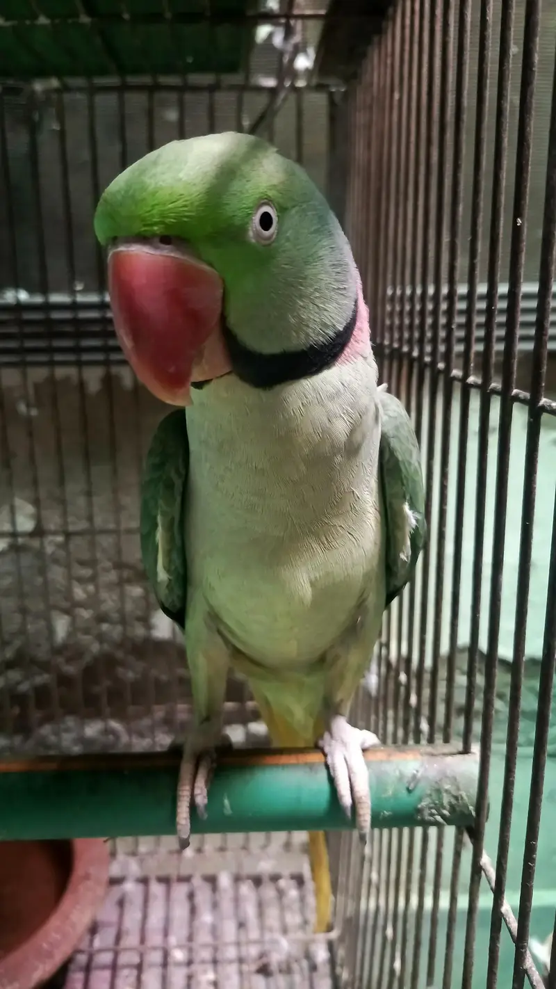RAW PARROT / PAHARI / ALEXANDER / TOTA / PARROTS / BREEDER — photo 2