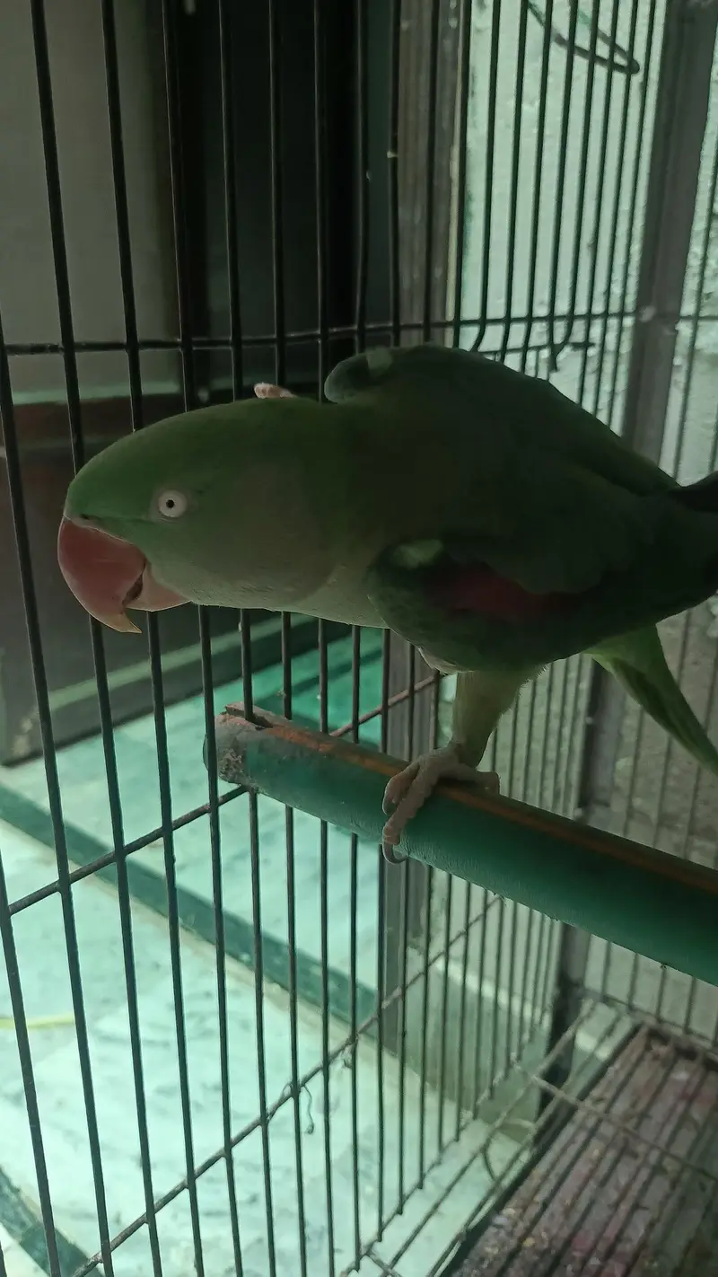 RAW PARROT / PAHARI / ALEXANDER / TOTA / PARROTS / BREEDER — photo 3