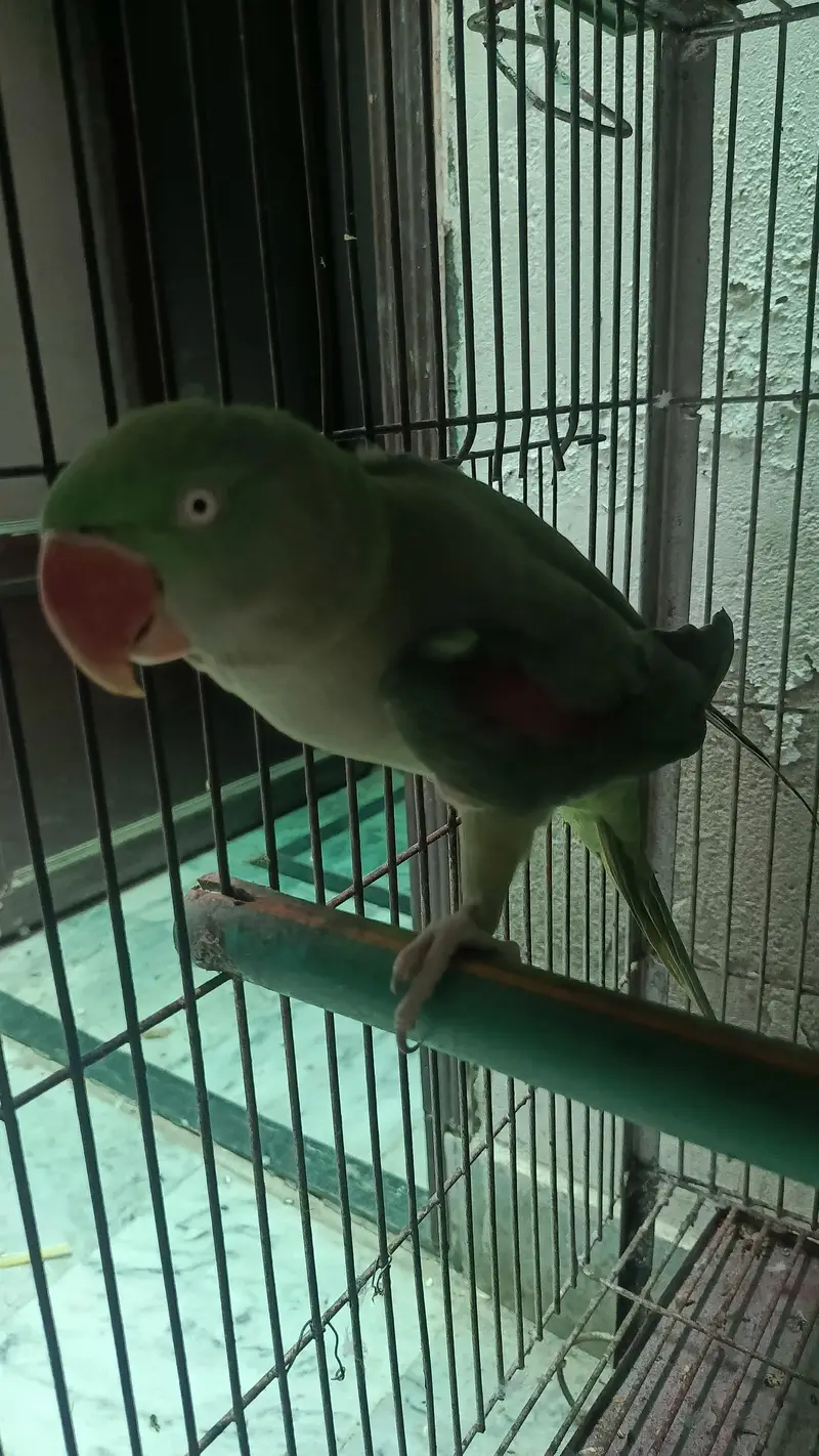 RAW PARROT / PAHARI / ALEXANDER / TOTA / PARROTS / BREEDER — photo 4