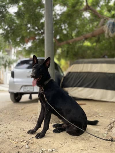 Black German sheperd GSD
