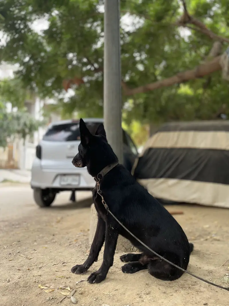 Black German sheperd GSD — photo 2
