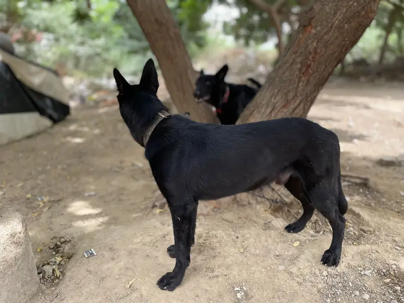 Black German sheperd GSD — photo 3