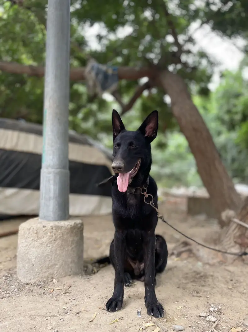 Black German sheperd GSD — photo 4
