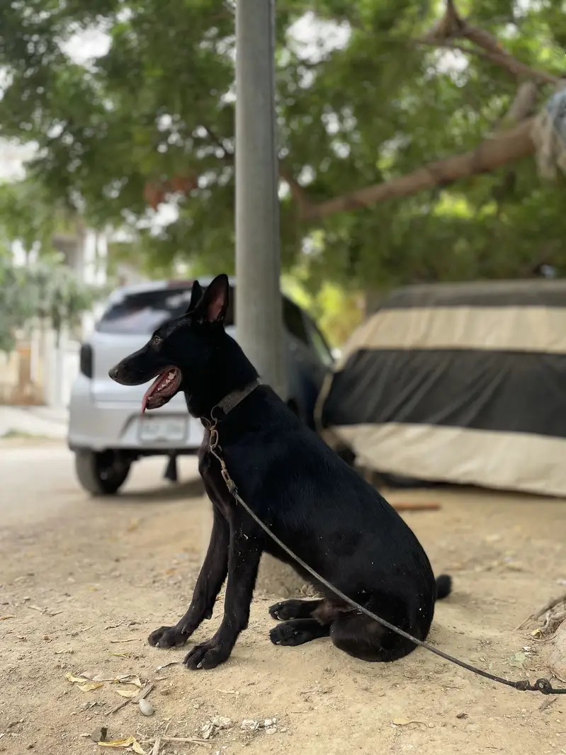 Black German sheperd GSD — photo 5