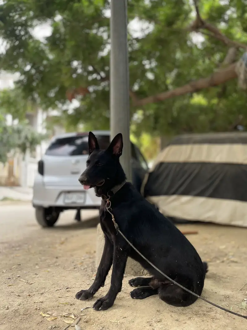 Black German sheperd GSD — photo 6