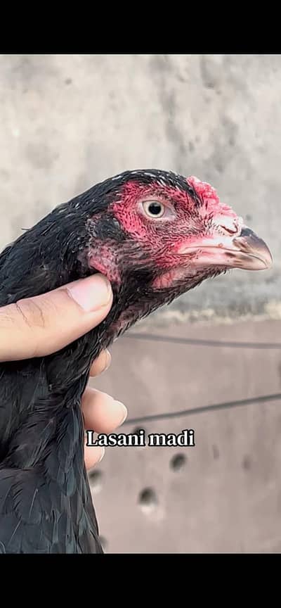 Pure aseel lasani mushki