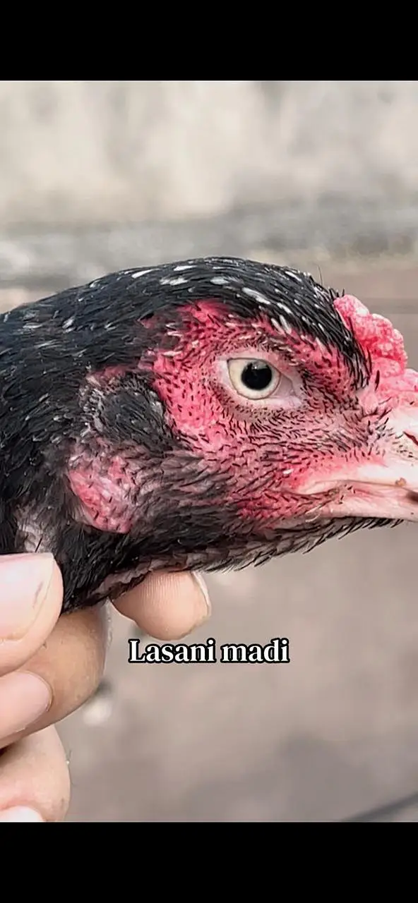 Pure aseel lasani mushki — photo 2