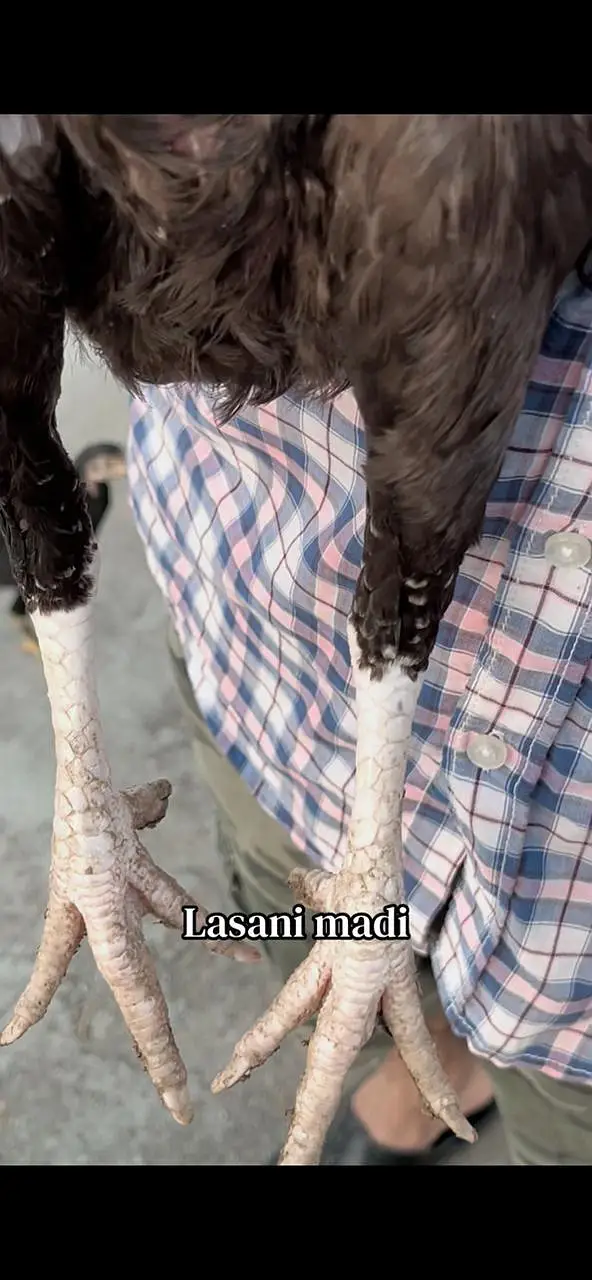 Pure aseel lasani mushki — photo 3