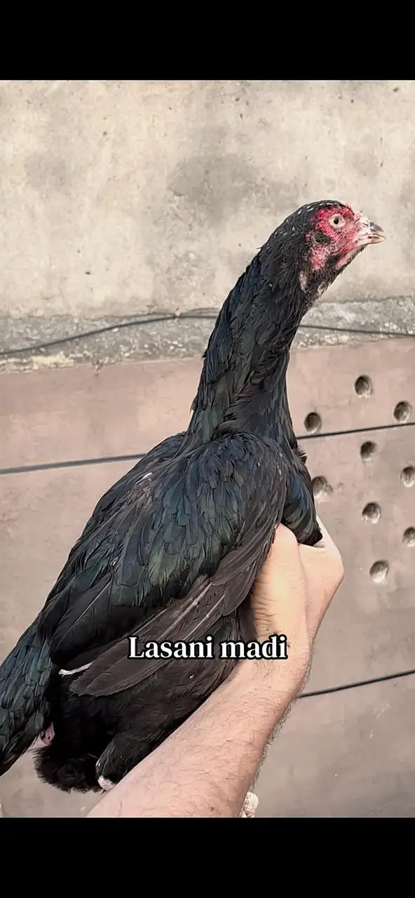 Pure aseel lasani mushki — photo 4