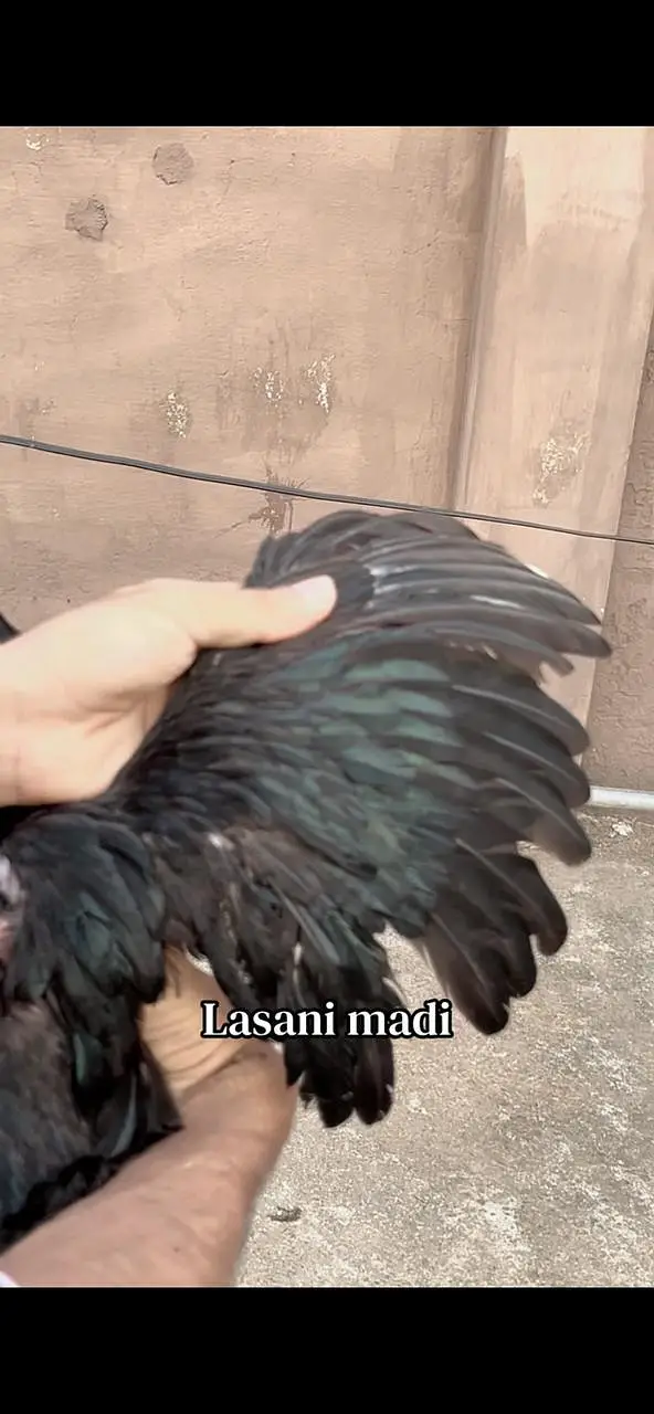 Pure aseel lasani mushki — photo 7