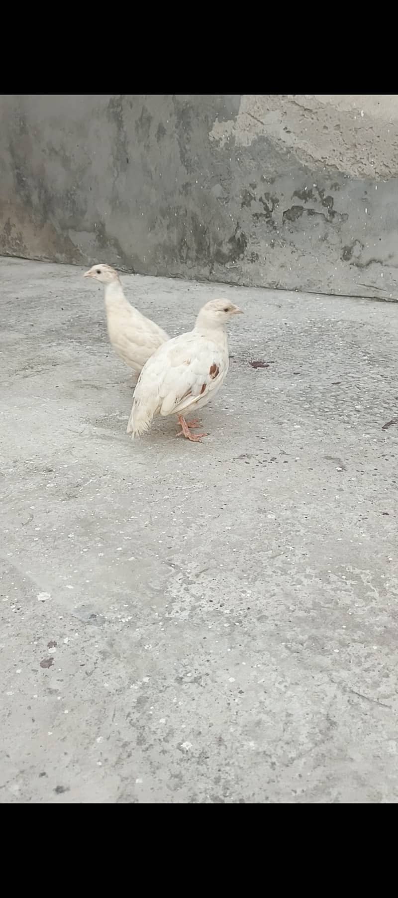 White titer 0